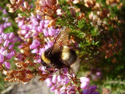 Bombus magnus