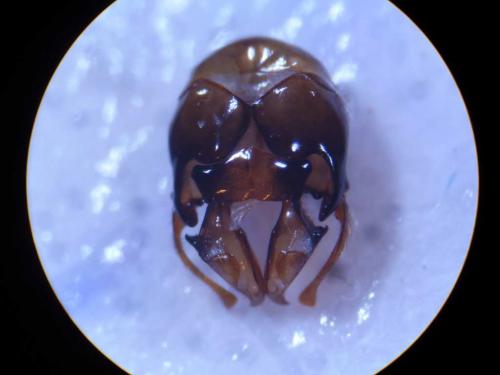 Tetraloniella dentata