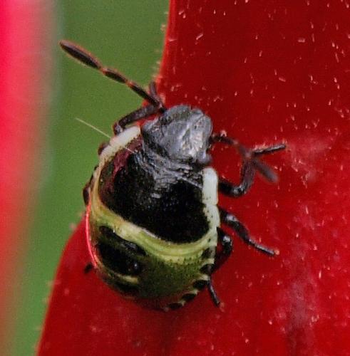 Palomena prasina