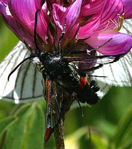 Réf. 23 920 : Synanthedon formicaeformis