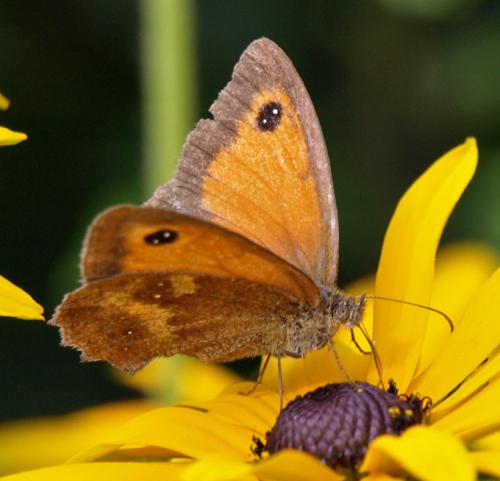Réf. 23 007 : Pyronia tithonus