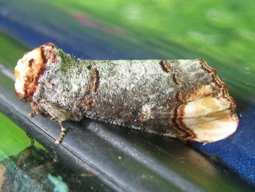 Phalera bucephala