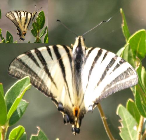 Iphiclides podalirius