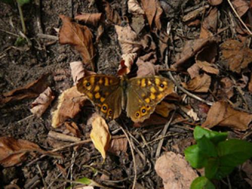 Pararge aegeria