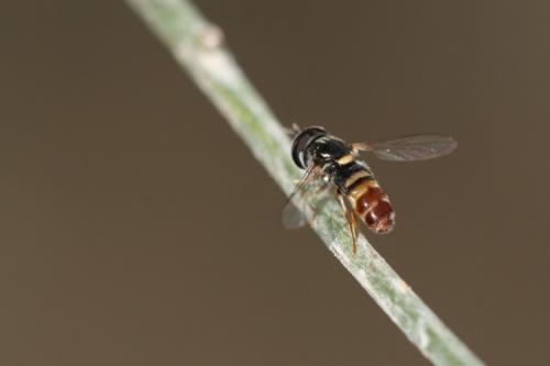 Réf. 23 373 : Paragus quadrifasciatus