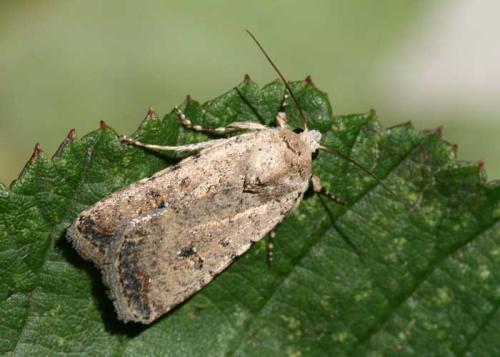 Réf. 23 827 : Caradrina clavipalpis