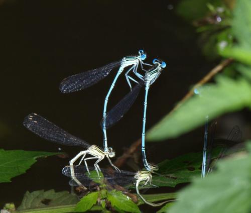 Platycnemis pennipes