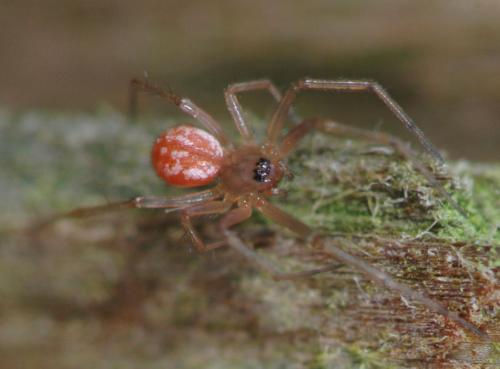 Linyphia hortensis