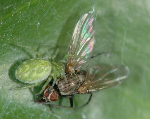 Nigma walckenaeri