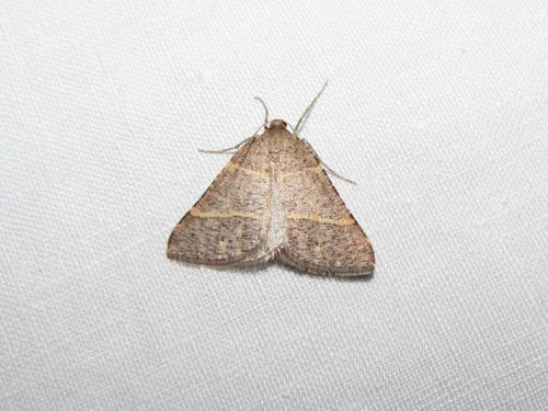 Petrophora narbonea