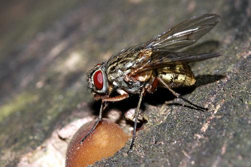 Réf. 23 067 : Phaonia valida