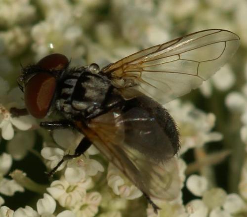 Phasia obesa