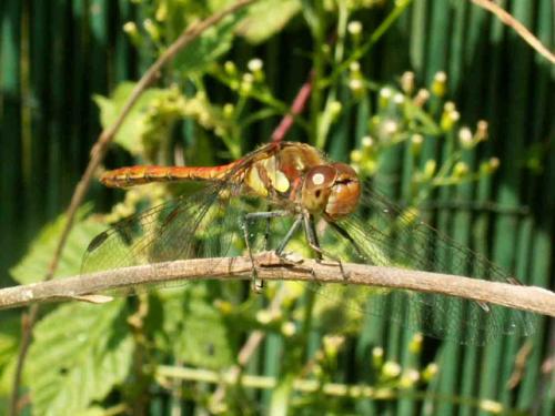 Sympetrum striolatum