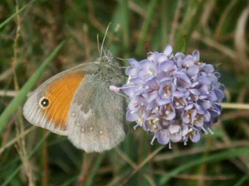 Coenonympha pamphilus