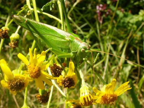 Tettigonia viridissima