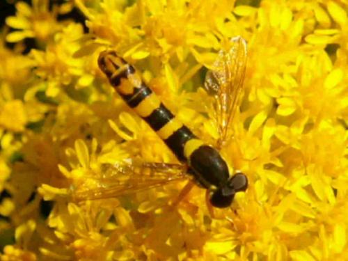 Réf. 23 004 : Sphaerophoria scripta