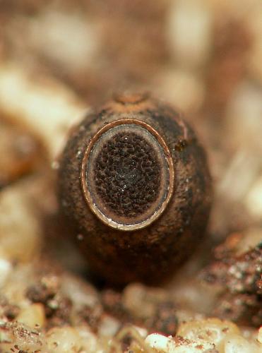 Clonopsis gallica
