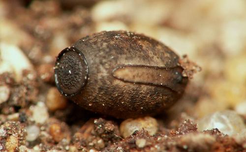 Clonopsis gallica