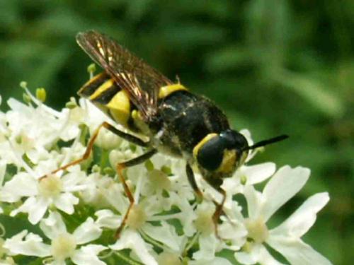 Réf. 23 169 : Stratiomys potamida