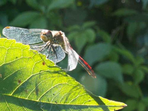 Sympetrum sanguineum