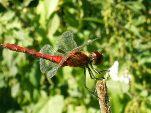 Sympetrum sanguineum