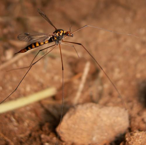 Réf. 23 989 : Nephrotoma crocata