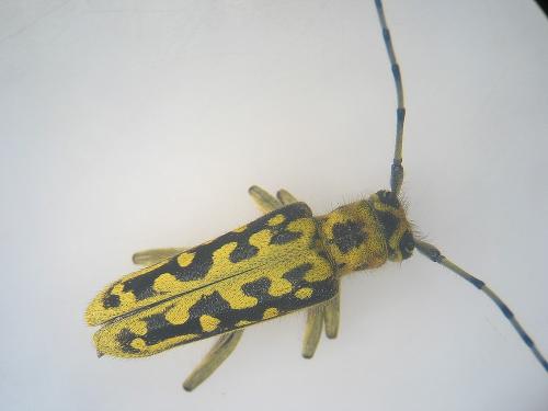 Saperda scalaris