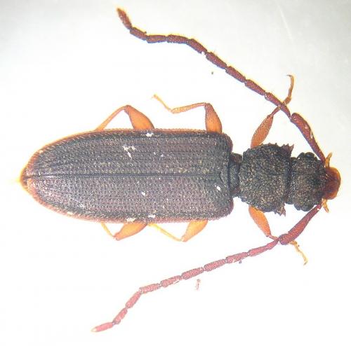 Uleiota planatus