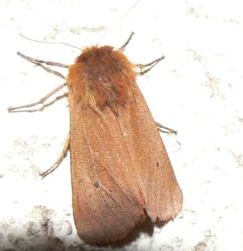 Phragmatobia fuliginosa
