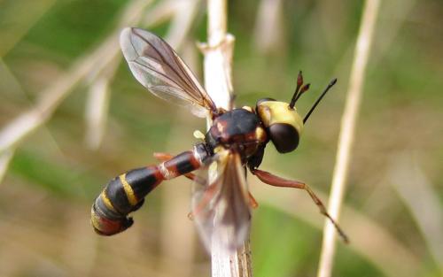 Réf. 23 478 : Physocephala vittata