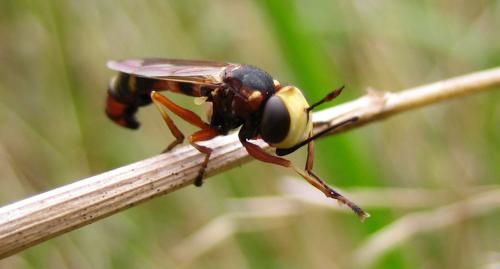 Réf. 23 480 : Physocephala vittata
