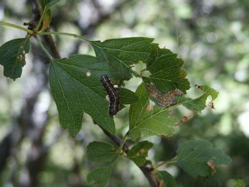Aglaope infausta