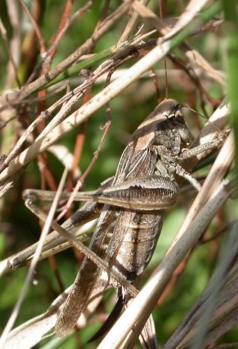 Réf. 23 704 : Platycleis albopunctata
