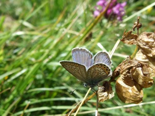 Plebejus sp.