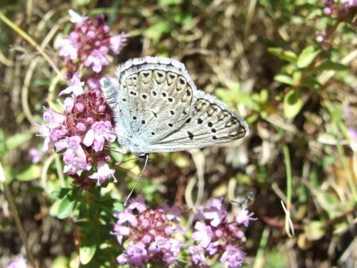 Polyommatus escheri