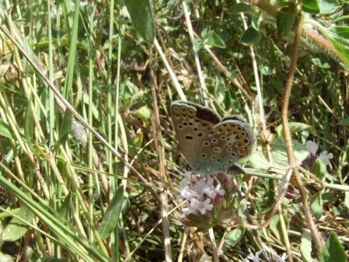 Polyommatus escheri