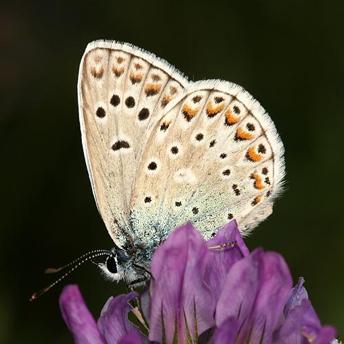 Polyommatus escheri