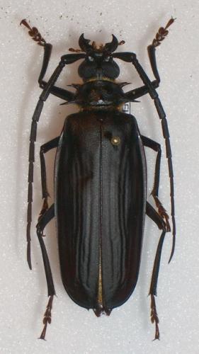 Derobrachus sulcicornis