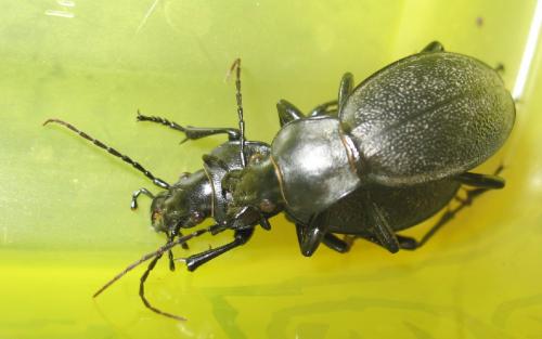 Carabus coriaceus occidentalis