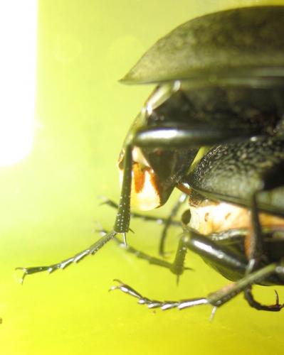 Carabus coriaceus occidentalis