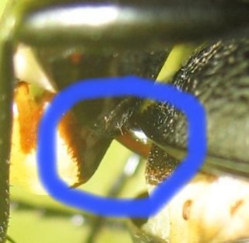 Carabus coriaceus