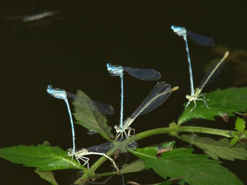 Platycnemis pennipes