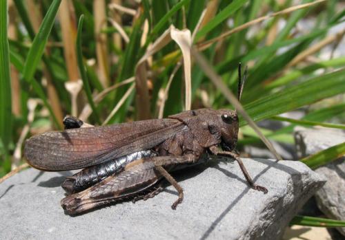 Réf. 23 026 : Psophus stridulus stridulus
