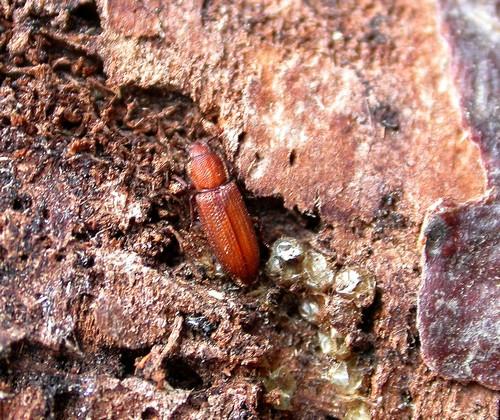 Réf. 23 505 : Pycnomerus terebrans