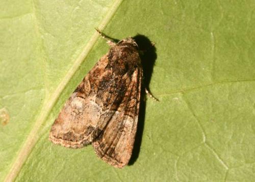 Mesoligia furuncula