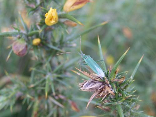 Stenodema calcarata