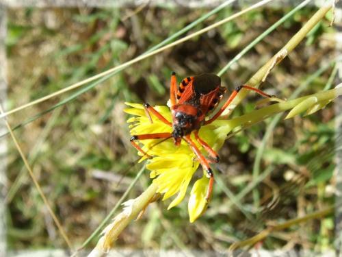 Rhynocoris sp.