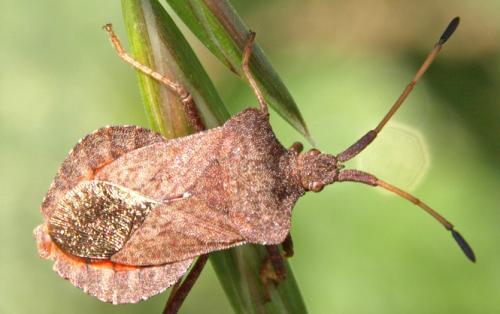 Réf. 23 974 : Coreus marginatus