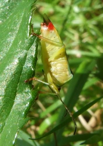 Elasmostethus sp.