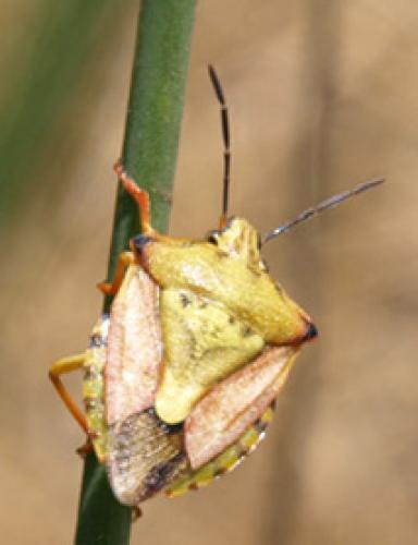 Carpocoris mediterraneus mediterraneus